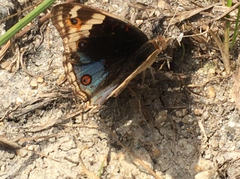 Junonia orithya wallacei