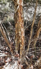 Melaleuca linariifolia