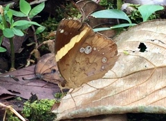 Xanthotaenia busiris