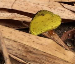 Eurema hecabe hecabe