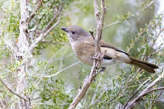 Pachycephala olivacea