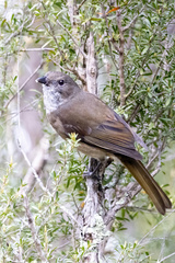 Pachycephala olivacea