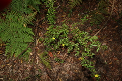 Hibbertia diffusa