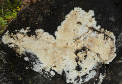 Dentipellis fragilis