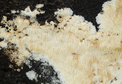 Dentipellis fragilis