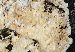 Dentipellis fragilis