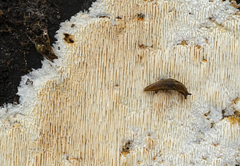 Dentipellis fragilis