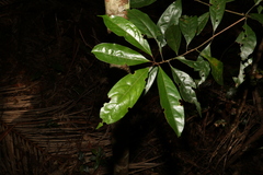 Elaeocarpus eumundii