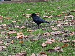 Corvus corone