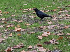 Corvus corone