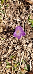 Crocus neapolitanus