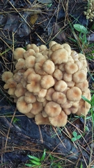 Desarmillaria caespitosa image