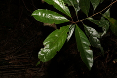 Elaeocarpus eumundii