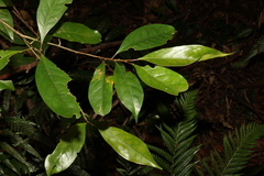 Elaeocarpus eumundii