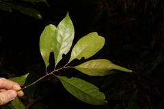 Elaeocarpus eumundii