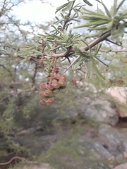 Prosopis torquata