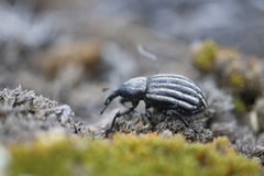 Lyperobius hudsoni