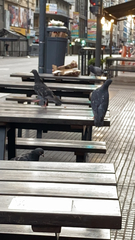 Columba livia
