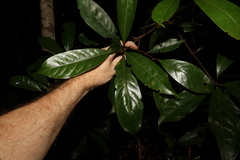 Elaeocarpus eumundii