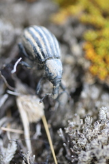 Lyperobius hudsoni