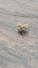 Clogmia albipunctata