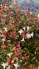 Abelia × grandiflora