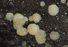 Hymenoscyphus imberbis