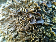 Xanthoparmelia pulla