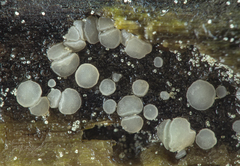 Hymenoscyphus imberbis