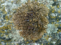 Xanthoparmelia pulla