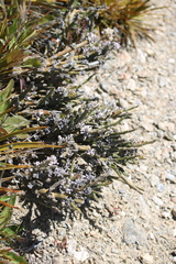 Carmichaelia crassicaulis