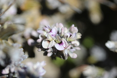 Carmichaelia crassicaulis