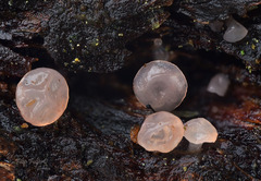 Ombrophila janthina