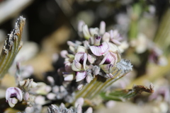 Carmichaelia crassicaulis