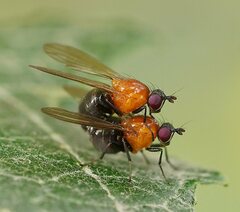 Sapromyza sciomyzina