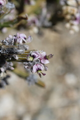 Carmichaelia crassicaulis