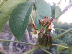 Jatropha macrocarpa