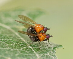 Sapromyza sciomyzina