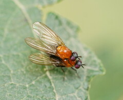 Sapromyza sciomyzina