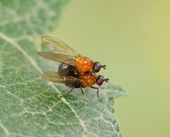 Sapromyza sciomyzina