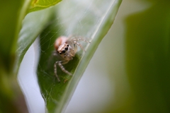 Cytaea alburna