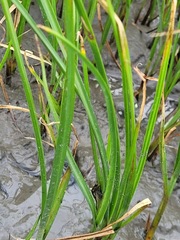 Bolboschoenus planiculmis