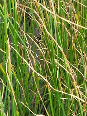 Bolboschoenus planiculmis