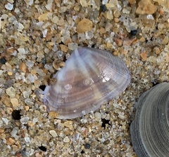 Latona cuneata