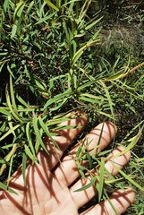 Melaleuca linariifolia