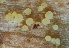 Dendrostilbella prasinula