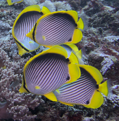 Chaetodon melannotus