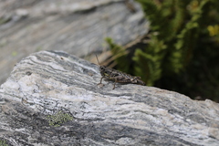 Sigaus australis
