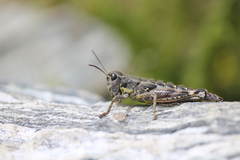 Sigaus australis