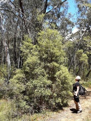 Melaleuca linariifolia